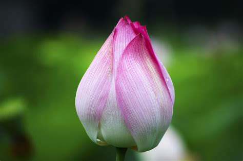 菡萏的意思|菡的解释